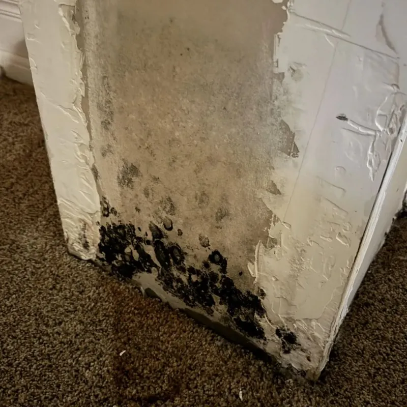 Professional Mold Removal in Conway, FL